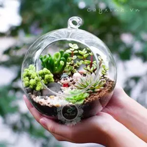 Tiểu cảnh Thuỷ Tinh 36