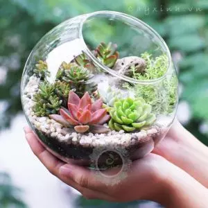 Tiểu cảnh Thuỷ Tinh 25