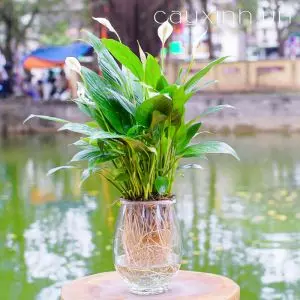 Cây Lan Ý Thuỷ Sinh