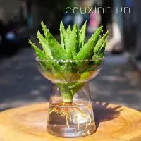 Cây Nha Đam Thủy Sinh